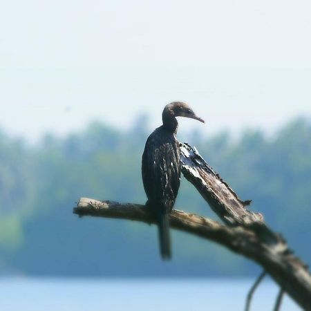 Sethra Villa Бентота Екстериор снимка